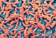 سحب جديد لبراعم الفجل في الولايات المتحدة بسبب E. coli والسالمونيلا.. FDA توسع تحذيراً غذائياً