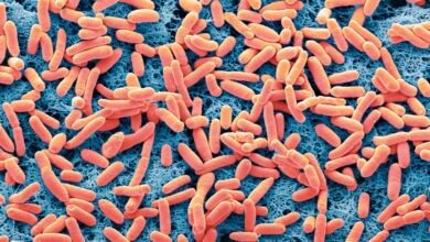 سحب جديد لبراعم الفجل في الولايات المتحدة بسبب E. coli والسالمونيلا.. FDA توسع تحذيراً غذائياً