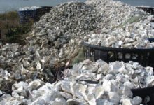 برامج لويزيانا أعادت أكثر من 16 مليون رطل من قشور المحار لترميم الساحل
